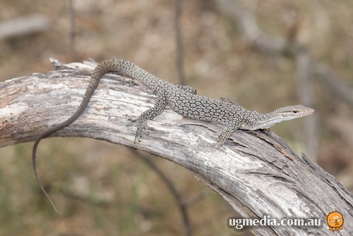 black-headed monitor (Varanus tristis)