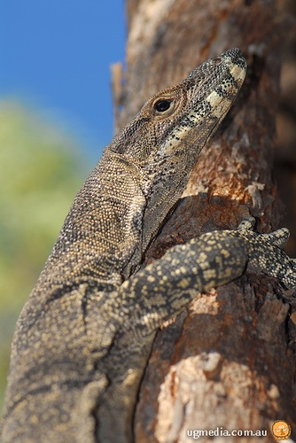 lace monitor (Varanus varius)