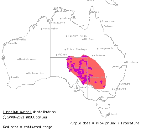 gibber gecko (Lucasium byrnei) distribution range map