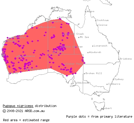 western hooded scaly-foot (Pygopus nigriceps) distribution range map