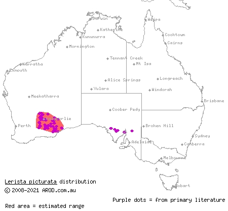 southern robust slider (Lerista picturata) distribution range map