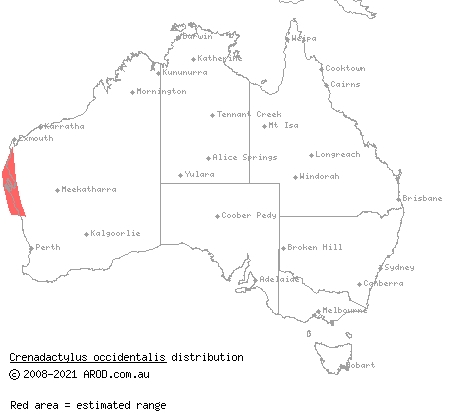 Western clawless gecko (Crenadactylus occidentalis) distribution range map