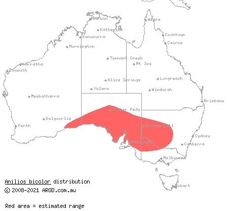 dark-spined blind snake (Ramphotyphlops bicolor) distribution range map