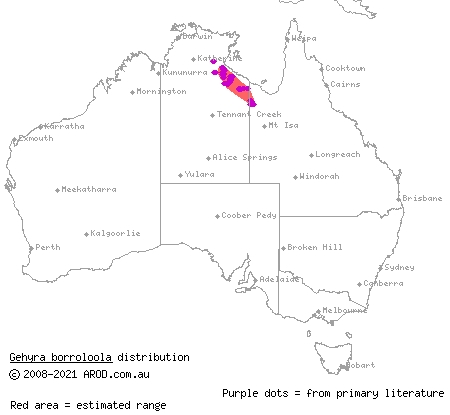 Borroloola dtella (Gehyra borroloola) distribution range map