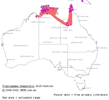 swamplands lashtail (Amphibolurus temporalis) distribution range map