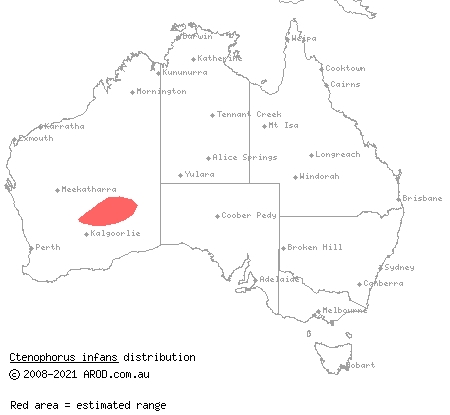 Laverton ring-tailed dragon (Ctenophorus infans) distribution range map