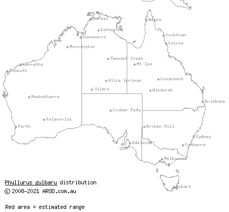Gulbaru gecko (Phyllurus gulbaru) distribution range map