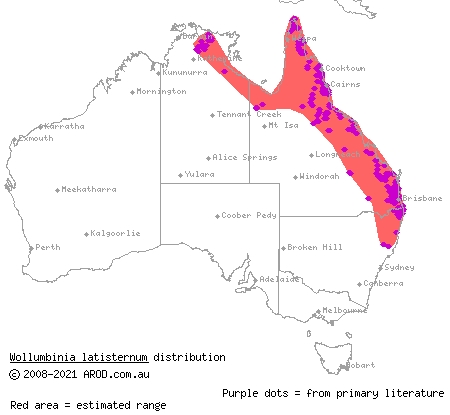 saw-shelled turtle (Wollumbinia latisternum) distribution range map