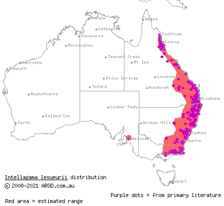 eastern water dragon (Intellagama lesueurii) distribution range map