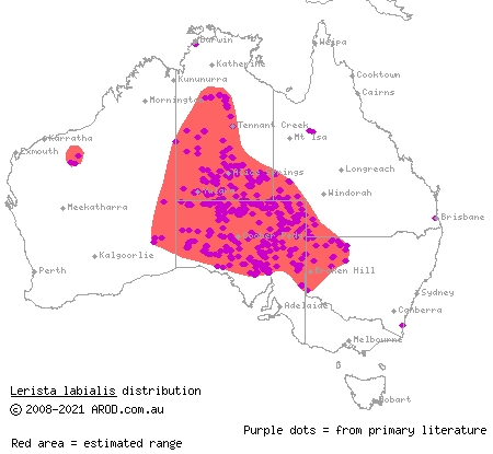 southern sandslider (Lerista labialis) distribution range map