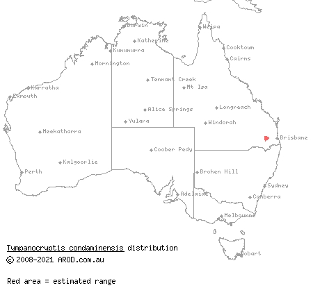Condamine earless dragon (Tympanocryptis condaminensis) distribution range map