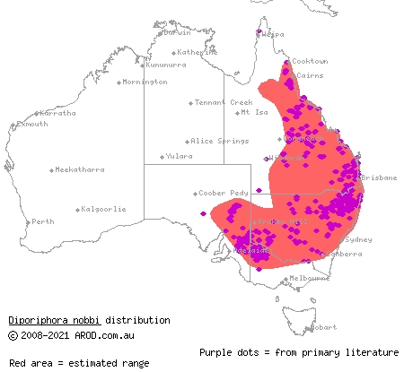 nobbi dragon (Diporiphora nobbi) distribution range map