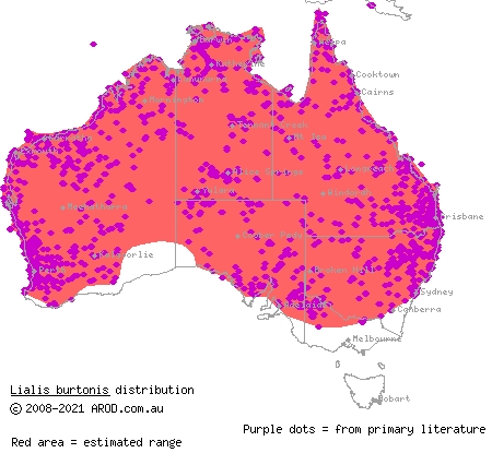 Burton's legless lizard (Lialis burtonis) distribution range map