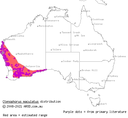 spotted military dragon (Ctenophorus maculatus) distribution range map
