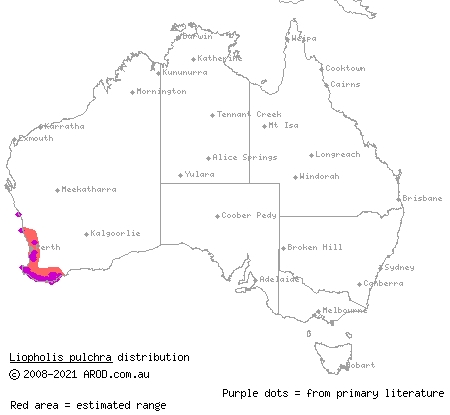 south-western rock-skink (Liopholis pulchra) distribution range map