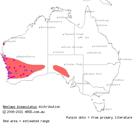 black-naped snake (Neelaps bimaculatus) distribution range map