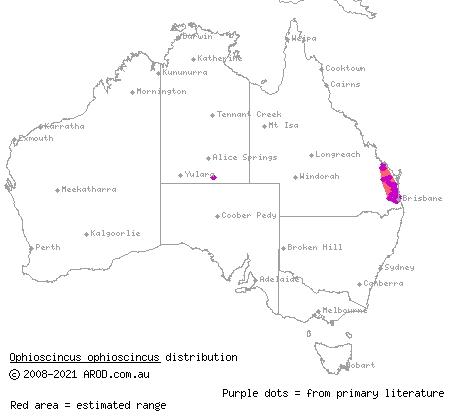 yolk-bellied snake-skink (Ophioscincus ophioscincus) distribution range map