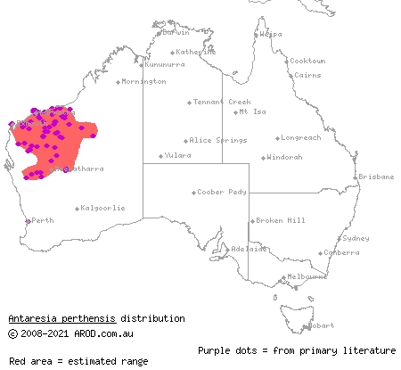pygmy python (Antaresia perthensis) distribution range map