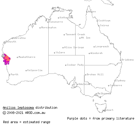 Murchison blind snake (Ramphotyphlops leptosoma) distribution range map