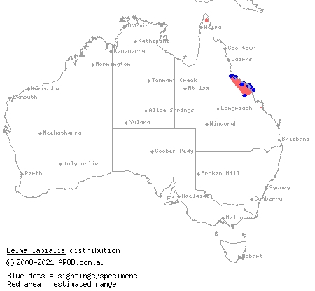 stripe-tailed delma (Delma labialis) distribution range map
