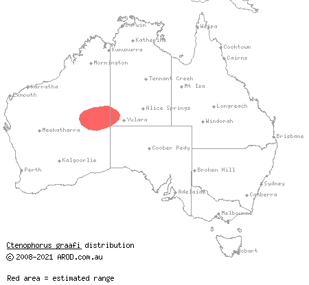 Graaf's ring-tailed dragon (Ctenophorus graafi) distribution range map