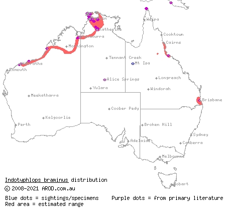 flowerpot blind snake (Ramphotyphlops braminus) distribution range map