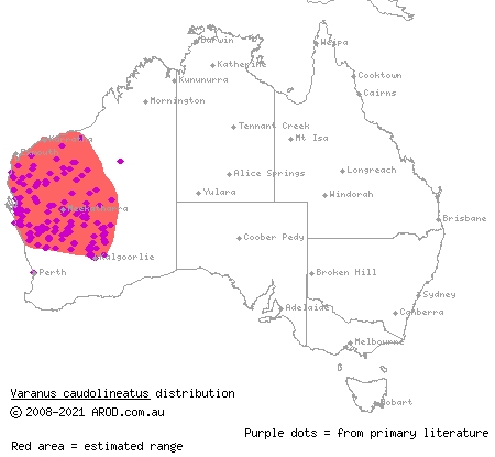 stripe-tailed monitor (Varanus caudolineatus) distribution range map