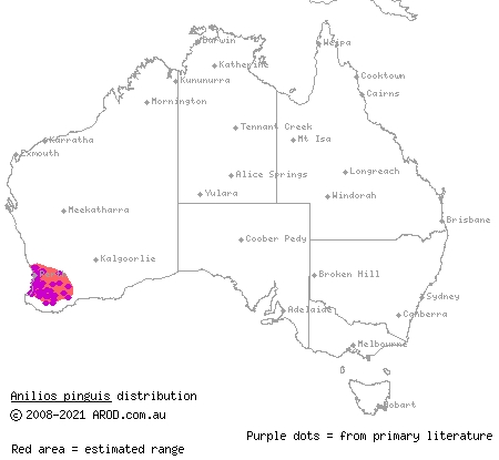 rotund blind snake (Ramphotyphlops pinguis) distribution range map