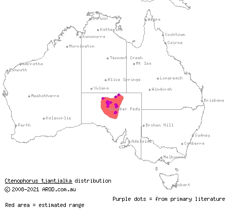 ochre dragon (Ctenophorus tjantjalka) distribution range map