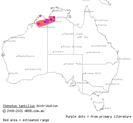 Kimberley wedgesnout ctenotus (Ctenotus tantillus) distribution range map