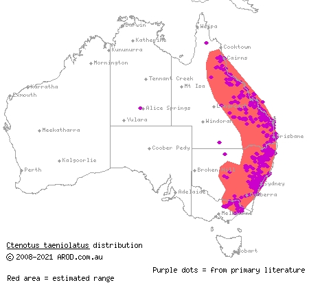 copper-tailed skink (Ctenotus taeniolatus) distribution range map