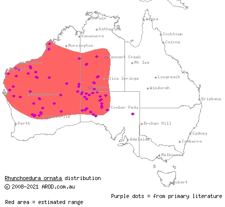 western beaked gecko (Rhynchoedura ornata) distribution range map