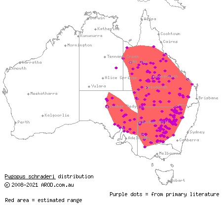 eastern hooded scaly-foot (Pygopus schraderi) distribution range map