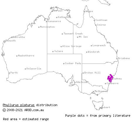 broad-tailed gecko (Phyllurus platurus) distribution range map