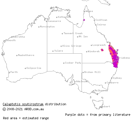 scute-snouted calyptotis (Calyptotis scutirostrum) distribution range map