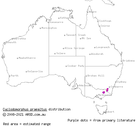 alpine she-oak skink (Cyclodomorphus praealtus) distribution range map