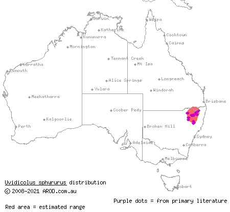 New England Tableland thick-tailed gecko (Uvidicolus sphyrurus) distribution range map