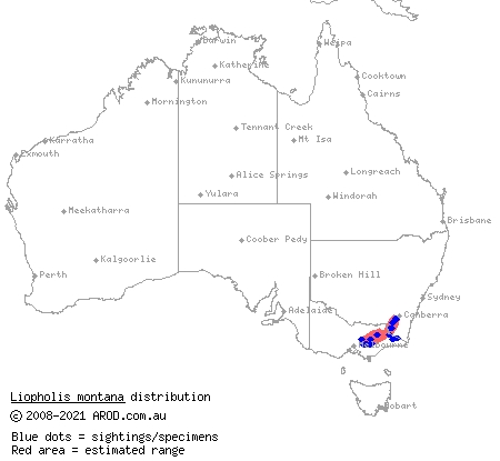 mountain skink (Liopholis montana) distribution range map