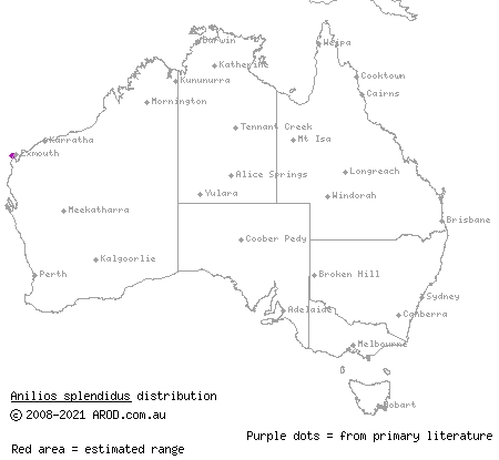 splendid blind snake (Ramphotyphlops splendidus) distribution range map