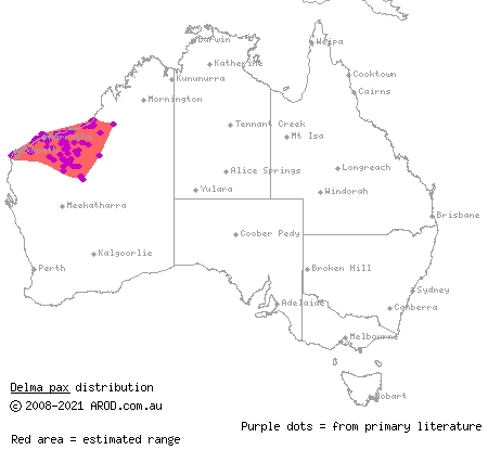 peace delma (Delma pax) distribution range map