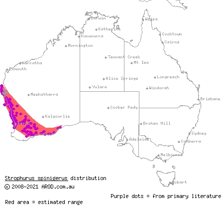 soft spiny-tailed gecko (Strophurus spinigerus) distribution range map