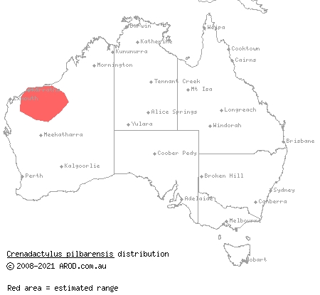 Pilbara clawless gecko (Crenadactylus pilbarensis) distribution range map