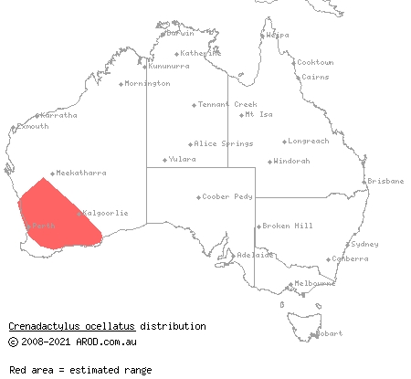 south-western clawless gecko (Crenadactylus ocellatus) distribution range map
