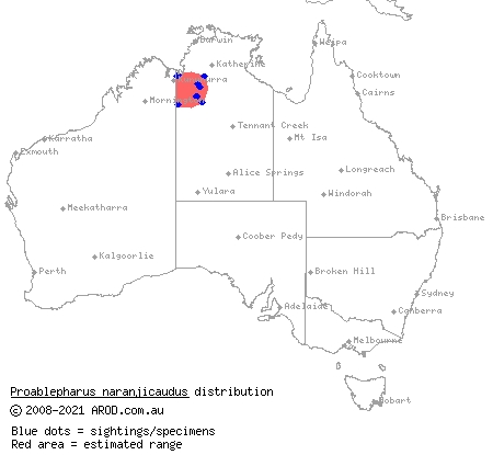 orange-tailed soil-crevice skink (Proablepharus naranjicaudus) distribution range map