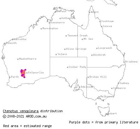 wide-striped ctenotus (Ctenotus xenopleura) distribution range map