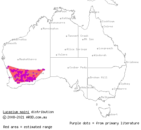 Main's ground gecko (Lucasium maini) distribution range map