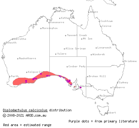 south coast gecko (Diplodactylus calcicolus) distribution range map