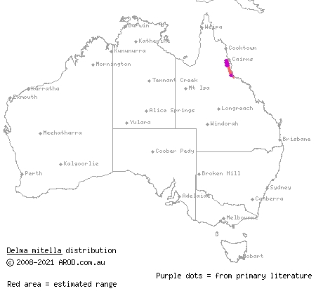 Atherton delma (Delma mitella) distribution range map