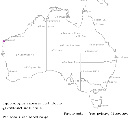 Cape Range stone gecko (Diplodactylus capensis) distribution range map
