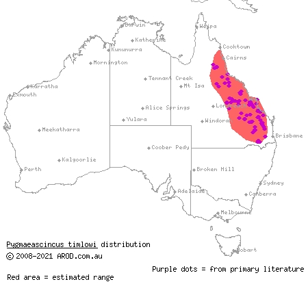dwarf litter-skink (Pygmaeascincus timlowi) distribution range map